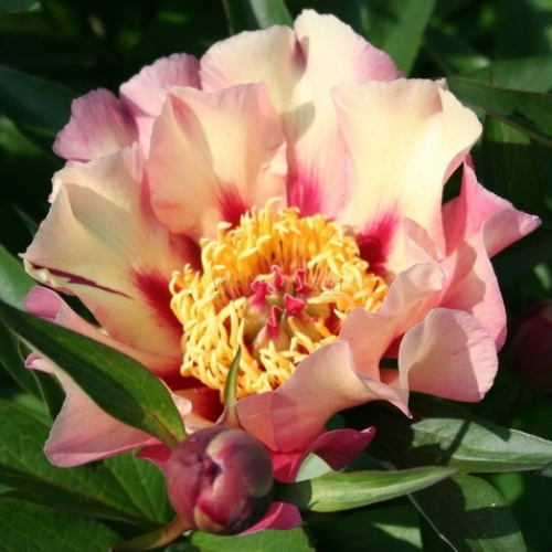 Paeonia itoh Court Jester