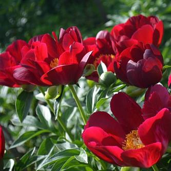 Paeonia Illine Warior