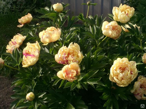 Paeonia itoh Lollipop