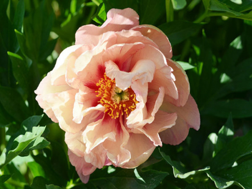 Paeonia itoh Copper Kettle