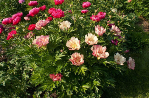 Paeonia itoh Julia Rose