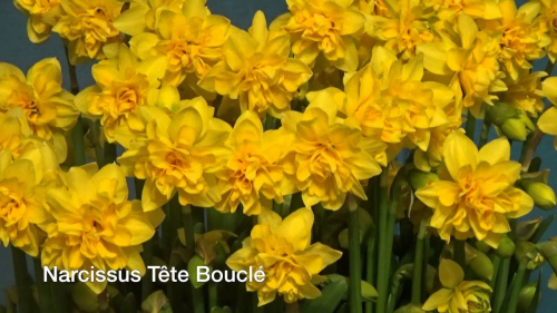 Tete Boucle (Лук. в уп. 10)