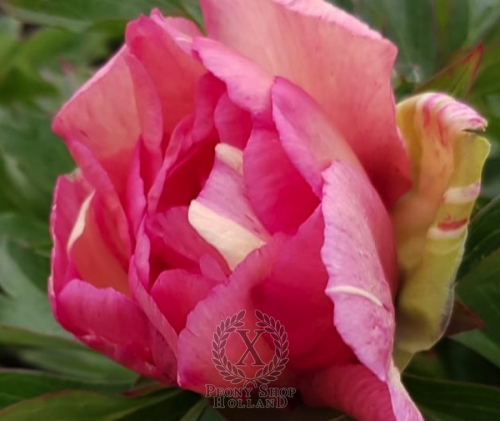 Paeonia itoh Royal Blush