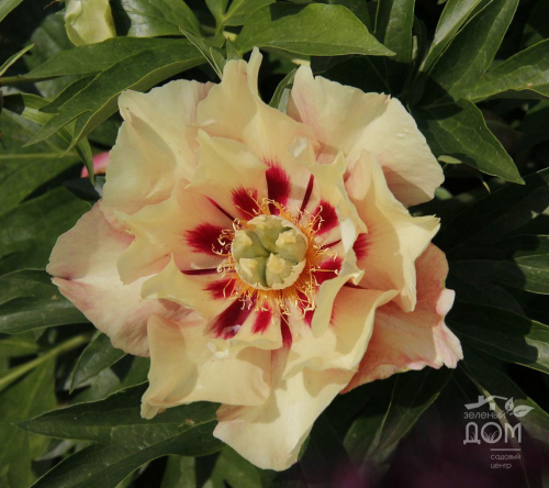 Paeonia itoh Old Rose Dandy