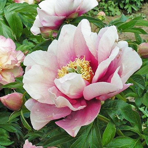 Paeonia itoh Pastel Lilas