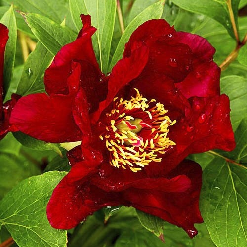 Paeonia itoh Scarlet Heaven