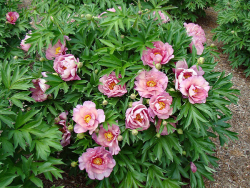 Paeonia itoh Pink Double Dandy