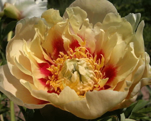 Paeonia itoh Prairie Charm