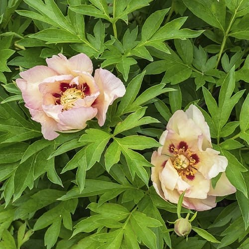 Paeonia itoh Pastel Splendour