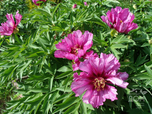 Paeonia itoh Morning Lilac