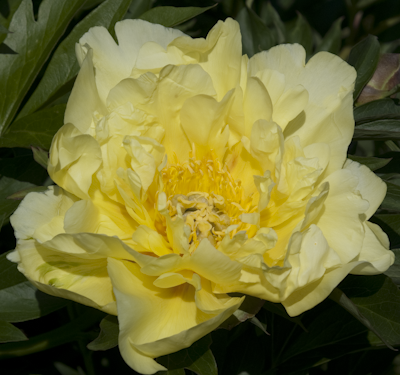 Paeonia itoh Smith Family Yellow