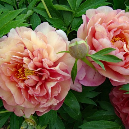 Paeonia itoh Scrumdidleyumptious