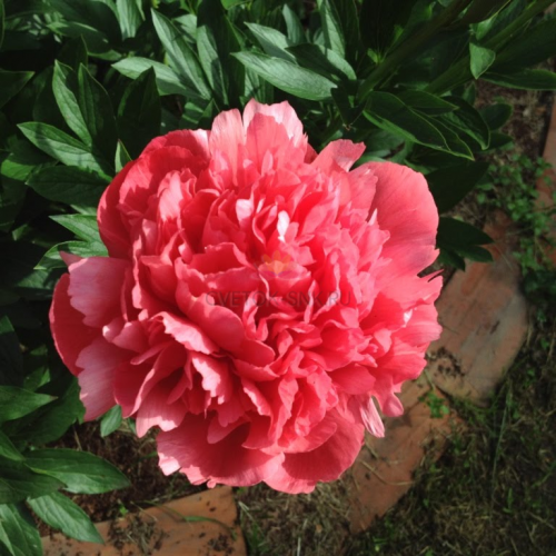 Paeonia Lorelei