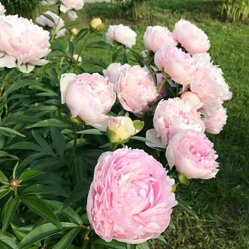 Paeonia Madame Calot