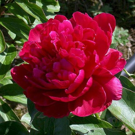 Paeonia Lowell Thomas