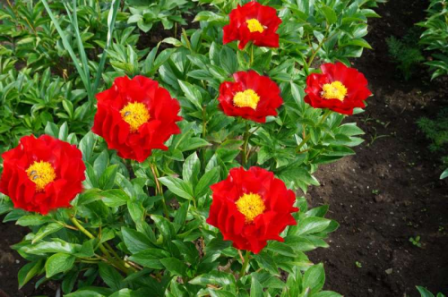 Paeonia Mackinac Grand