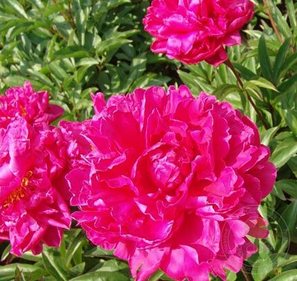 Paeonia Louis van Houtte