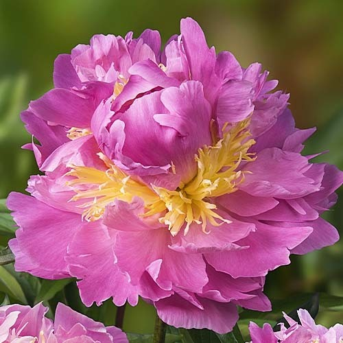 Пион лавон фото и описание Paeonia Lauren. КФХ