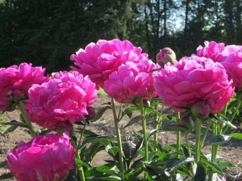 Paeonia Magenta Moon