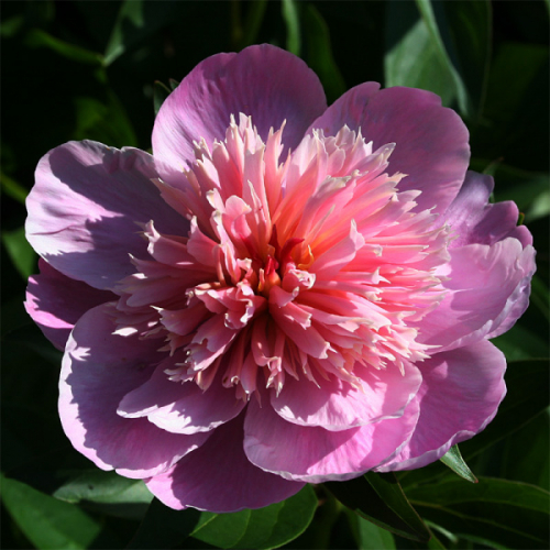 Paeonia Magic Melody