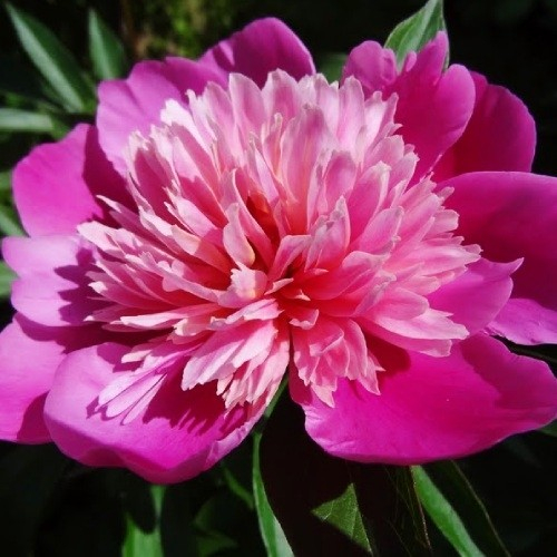 Paeonia Madame Furtado