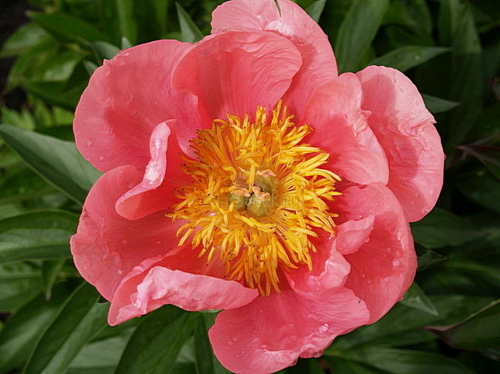 Paeonia Lovely Rose