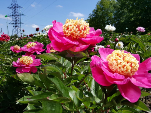 Paeonia Mandarin's Coat