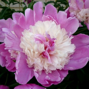 Paeonia Madame Emile Débatène