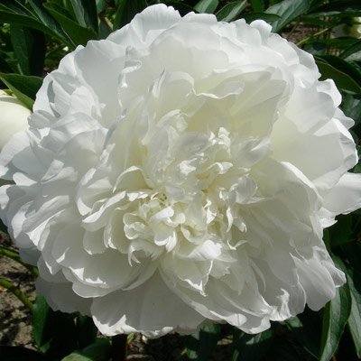 Paeonia Madame Claude Tain