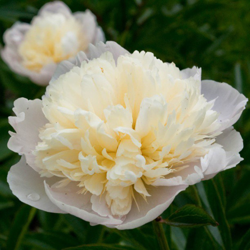 Пион лаура десерт фото и описание Paeonia Laura Dessert. КФХ