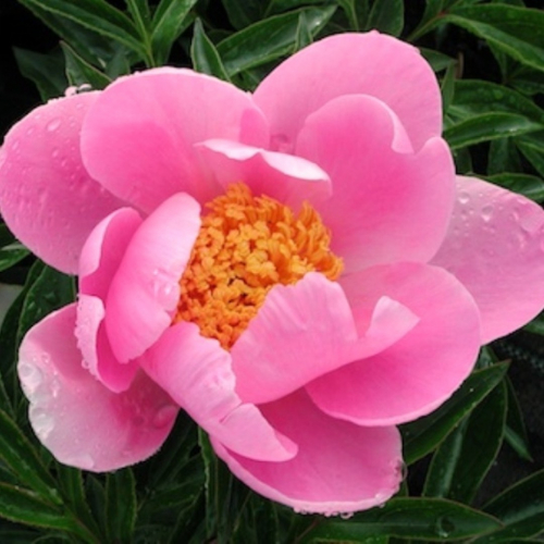 Пион молочноцветковый фото и описание Paeonia Nymphe. КФХ