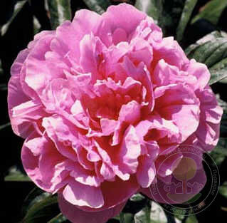 Paeonia Margret Truman