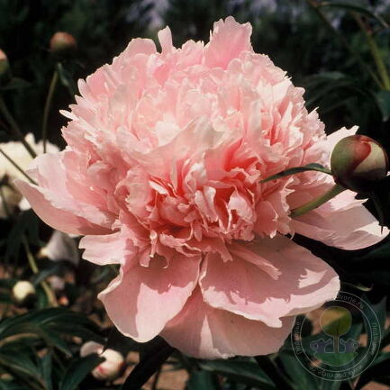 Paeonia Marie Crousse