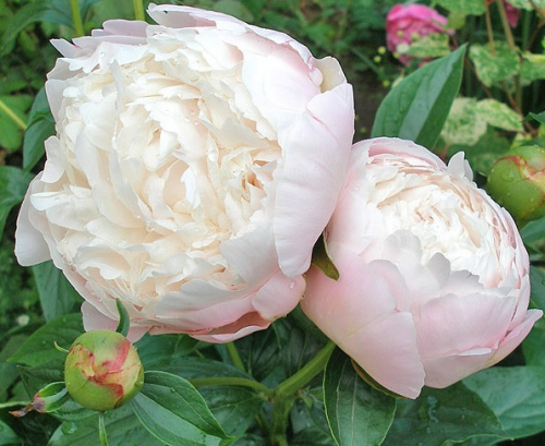 Paeonia Mary E. Nicholls