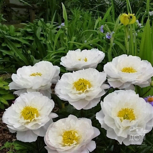 Paeonia Miss America