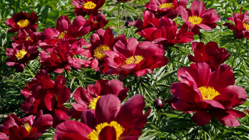 Paeonia Merry Mayshine