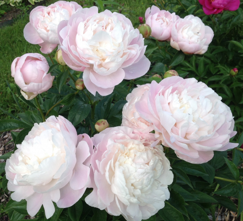 Paeonia Mary E. Nicholls