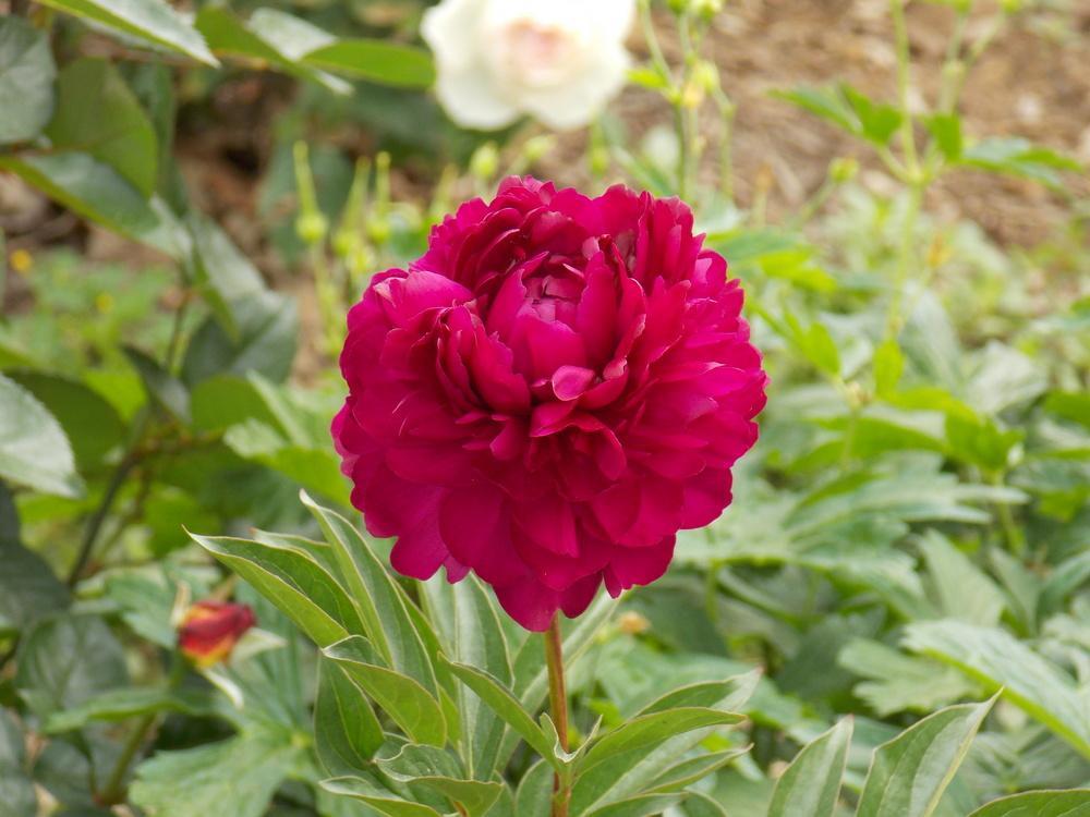 Пион цинциннати фото и описание Paeonia Philippe Rivoire. КФХ