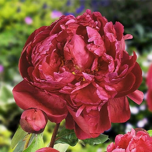 Пион ред сара бернар фото и описание Paeonia Red Sarah Bernhardt (Fiona). КФХ