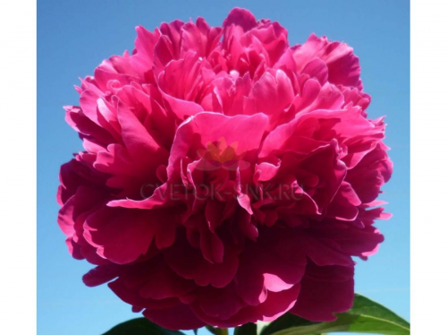 Поль м уайльд пион фото Paeonia Paul M Wild. КФХ