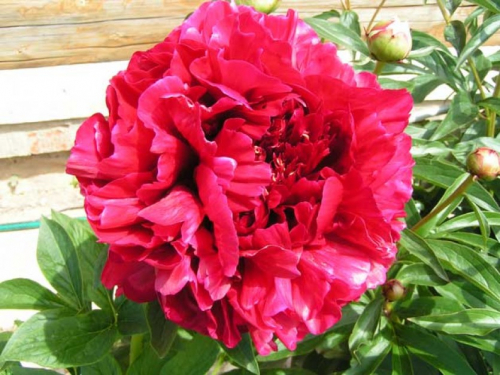 Пион ред сара бернар фото Paeonia Red Sarah Bernhardt (selectie). КФХ