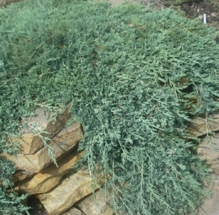 Можжевельник горизонтальный (Juniperus horizontalis Wiltonii) C2 