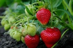 Вима Кимберли земляника