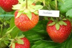 Любава земляника