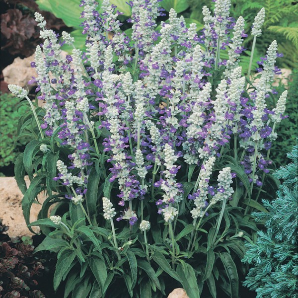 Сальвия мучнистая Страта, р7(г)