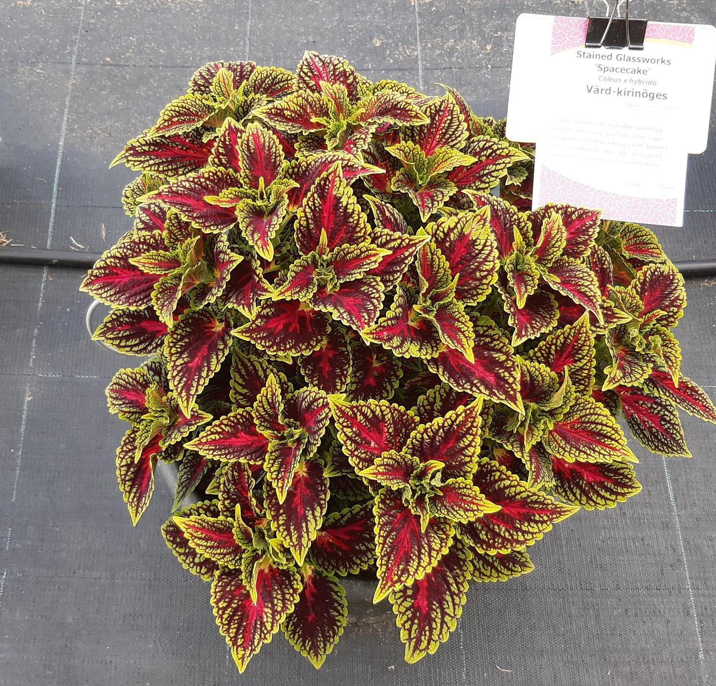 Coleus Volcano колеус