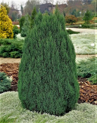 Можжевельник китайский (Juniperus chinensis Stricta)  C4 50-60 
