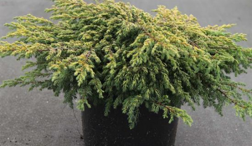 Можжевельник китайский (Juniperus chinensis Goldschatz) C2.