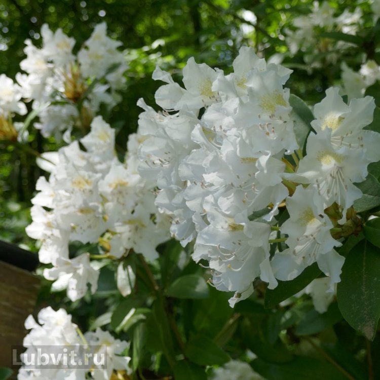 Рододендрон мадам массон описание фото