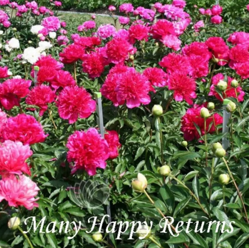 Many Happy Returns